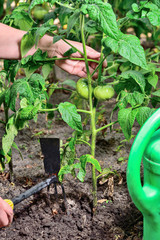 зеленые помидоры на огороде