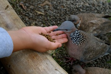 Feeding Pigeons / Pigeons feeding out of a hand.