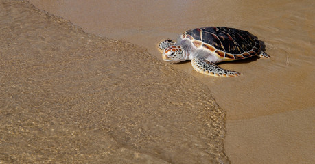 La tortue va dans la mer sur la plage de sable