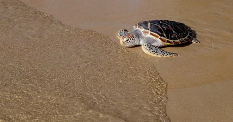 Acrylic prints Tortoise Tortoise is going into the sea on the sand beach
