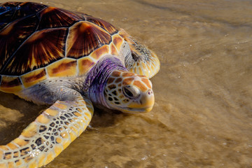 Schildkröte geht am Sandstrand ins Meer