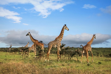 Naklejka na ściany i meble A herd of giraffes in the African savannah . 