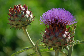 Artichaut fleuri en été, Jardin des Plantes Paris