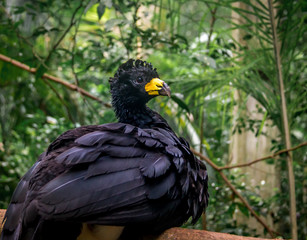 Male bare-faced Curassow (Crax fasciolata) - Black bird with yellow beak