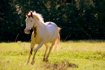 Lebensfreude, geschecktes Pferd läuft über die Wiese