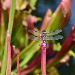 dragonfly siting on sarracenia minor carnivorous plant