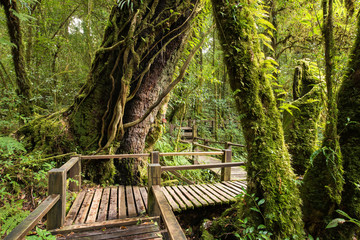 Breathtaking Primitive forest with wooden pathway at Doi Inthanon, Thailand