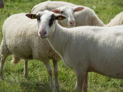 Bislich am Niederrhein