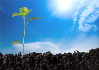 Seedling.