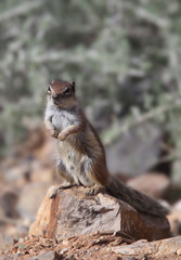 Barbary Ground Squirrel (Atlantoxerus getulus), female, Fuerteventura, Canary Islands, Spain.