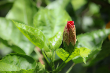 Bud Red Hibiscus Flower