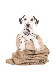Cute black and white dalmatian puppy dog sitting in a burlap sack facing the camera isolated on a white background