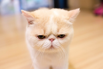 white exotic cat