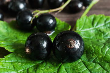black currants on green leaf. soft focus