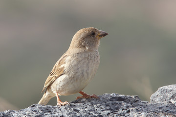 Spanish Sparrow, female, (Passer hispaniolensis), Fuerteventura, Canary Islands, Spain.