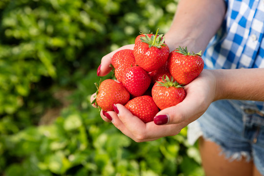 Frau mit Hand voller frischer Erdbeeren
