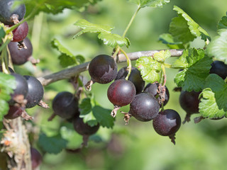 Jochelbeeren, Jostabeeren, Joglbeeren