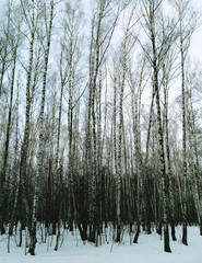 Vertical thicket of birch trees landscape background