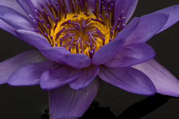 United States, DC, Washington, Kenilworth Aquatic Gardens, Close-up of purple tropical water lily with yellow center in black water