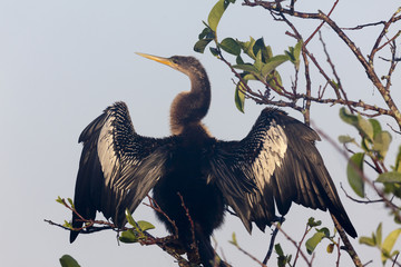 USA, Florida, Everglades National Park. An anhinga in tree drying its feathers. Credit as: Wendy Kaveney / Jaynes Gallery / DanitaDelimont.com