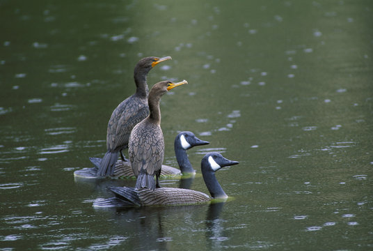 USA, Florida, Cormorants on decoys.   Credit as: Nancy Rotenberg / Jaynes Gallery / DanitaDelimont.com.