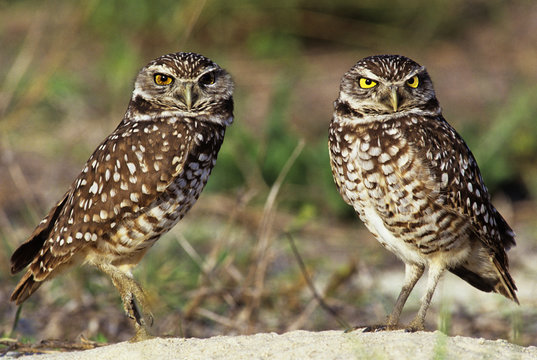 USA, Florida, Sanibel Island. Close-up of burrowing owls pair next to burrow. Credit as: Dave Welling / Jaynes Gallery / DanitaDelimont.com