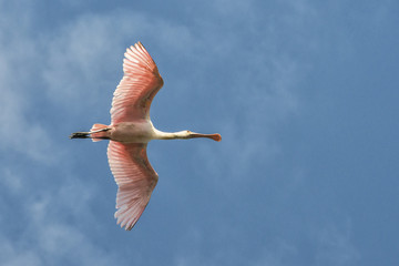 USA, Florida, Orlando, Roseate Spoonbill