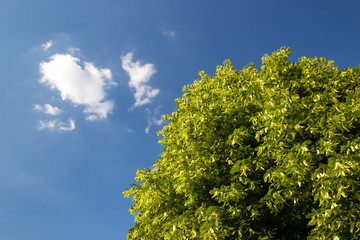 Tilia tree, lime tree