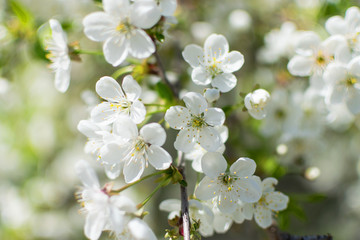 Fototapeta premium Fruit tree branch close-up. Spring bright flowers. 
