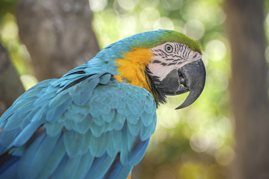 USA, Florida, Orlando, Blue-and-Yellow Macaw, Gatorland