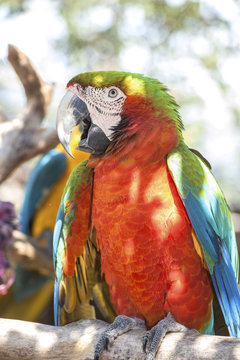 USA, Florida, Orlando, Scarlett Macaw, Gatorland.