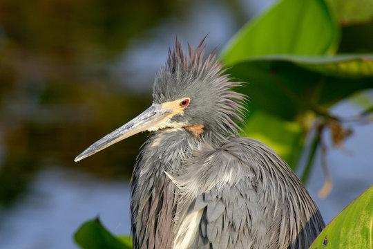 USA, Florida, Boca Raton, Wakodahatchee Wetlands, Tricolored heron sitting in pickerell weed, Egretta tricolor