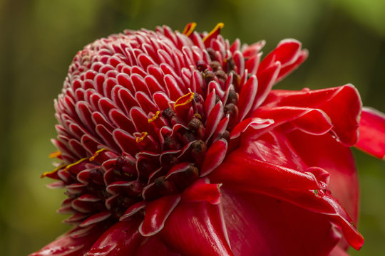 USA, Hawaii, The Big Island, Hawaii Tropical Botanical Garden. Close-up of ginger blossom.