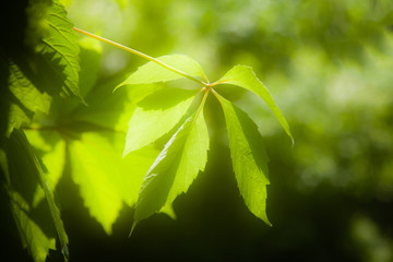 Green leaves of Virginia creeper  (Parthenocissus quinquefolia) in sunlight (glow effect)