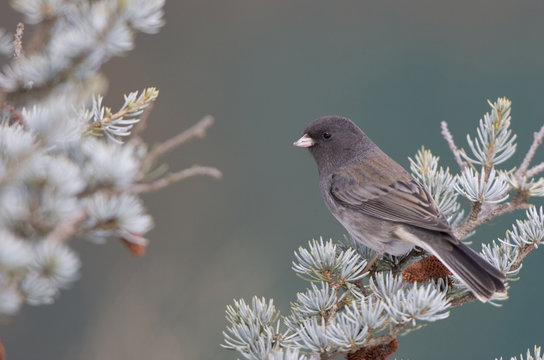 Dark-eyed Junco (Junco hyemalis) in spruce tree in winter Marion, Illinois, USA.