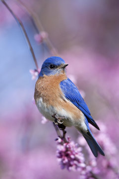 Eastern Bluebird (Sialia sialis) male in Eastern Redbud (Cercis canadensis) in spring, Marion, Illinois, USA.