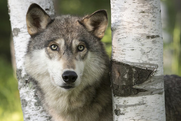 USA, Minnesota, Sandstone, Minnesota Wildlife Connection. Close-up of gray wolf between birch trees.