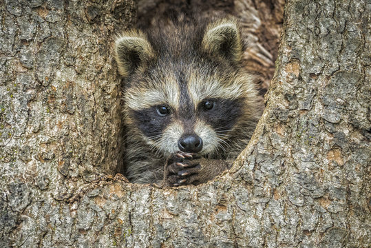 USA, Minnesota, Sandstone, Minnesota Wildlife Connection. Raccoon in a hollow tree with paws clasped together.