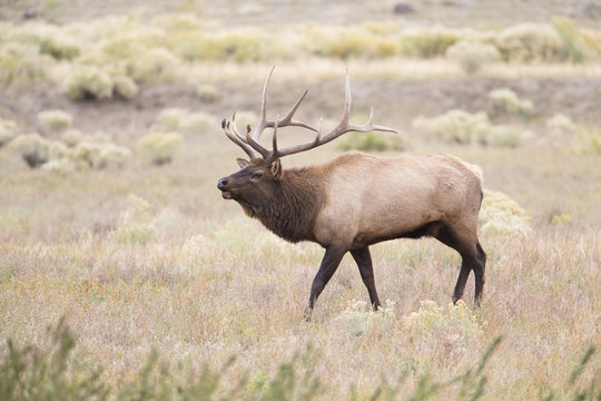 USA, Montana, Yellowstone National Park, Bull Elk walking in Rabbitbrush meadow during rut.