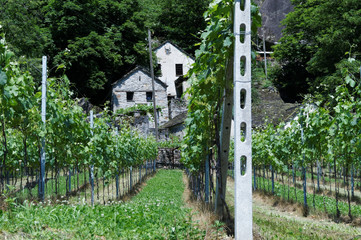 Wonderful vineyard surrounded by the alps