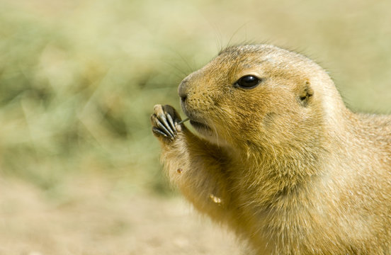 Prairie Dog (Cynomys) chews contentedly. Captive