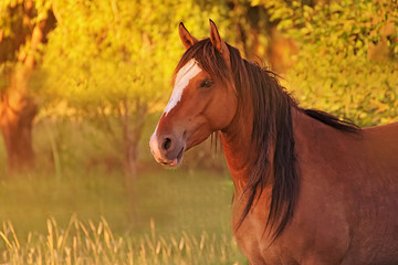 Brown mare with long mane 
