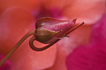USA, Oregon. Close-up of ose bud with dew.