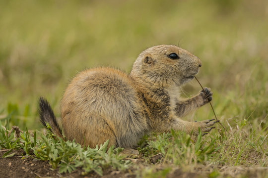 USA, Oklahoma, Wichita Mountains National Wildlife Refuge. Aggressive black-tailed prairie dog. Credit as: Cathy & Gordon Illg / Jaynes Gallery / DanitaDelimont.com