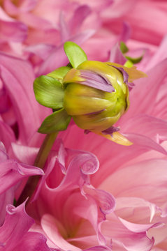 USA, Oregon, Swan Island, Bud Sprouting From Dahlia.