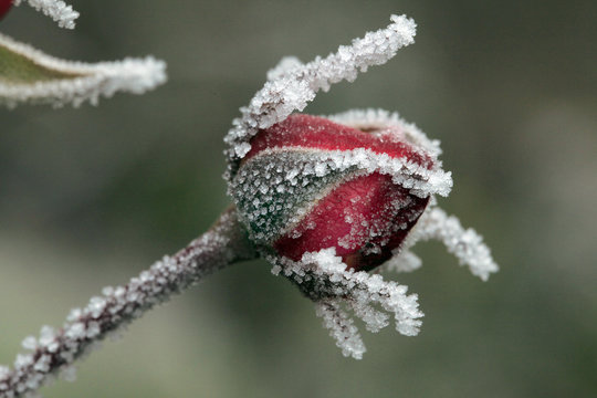 USA, Oregon. Roses draped with frost. Credit as: Steve Terrill / Jaynes Gallery / DanitaDelimont.com           