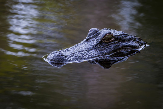 USA, South Carolina, Charleston, Magnolia Plantation. Alligator head on pond surface. Credit as: Don Paulson / Jaynes Gallery / DanitaDelimont.com