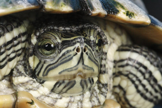 Cumberland Slider closeupTrachemys scripta troostiiNative to Cumberland and Tennessee RiverCaptive situation