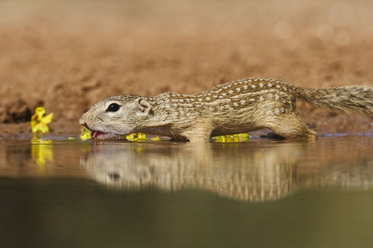Mexican Ground Squirrel (Spermophilus mexicanus) drinking at a pond in south Texas 