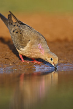 Mourning Dove (Zenaida macroura) adult drinking